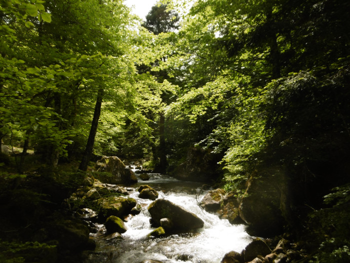Torrent et forêt d'Ariège - VIAMONTS